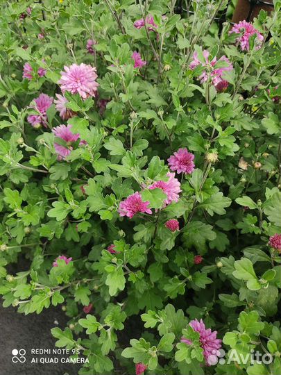 Хризантема