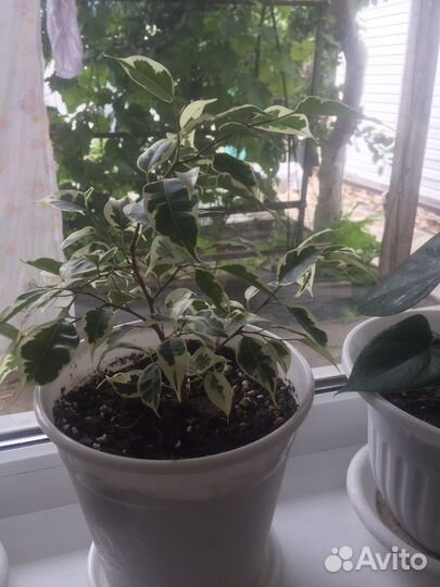 Фикус бенджамина