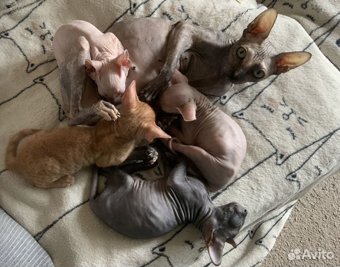 Котята сфинкс