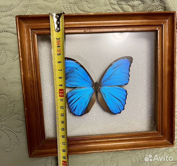 Бабочка Морфо Менелаус