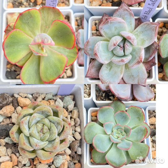 Набор эхеверии Корея