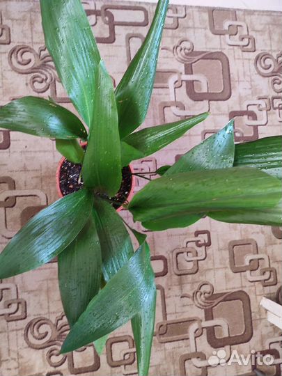 Аспидистра