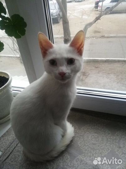 Котенок стерелизую