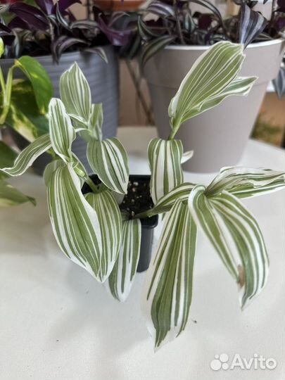 Традесканция