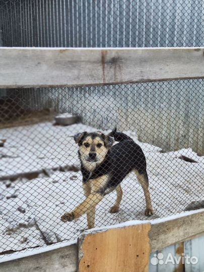 Кобель ищет дом