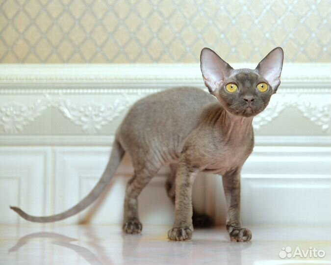 Кошечка девон рекс