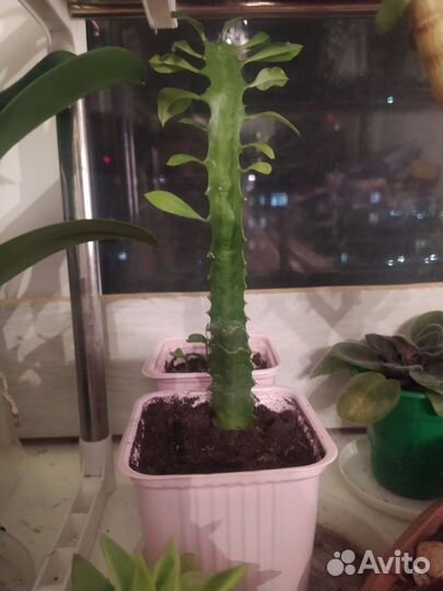 Молочай трехгранный