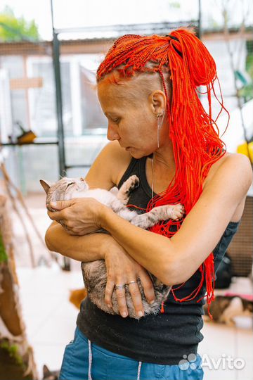 Кошечка ищет дом