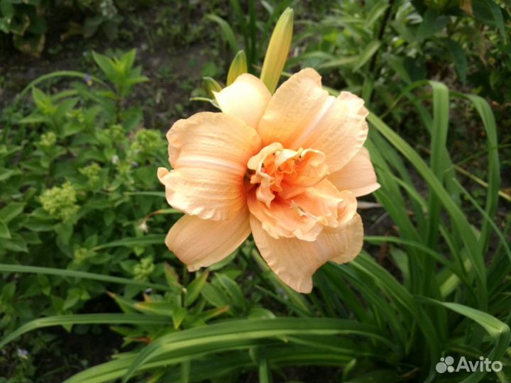 Продам цветы