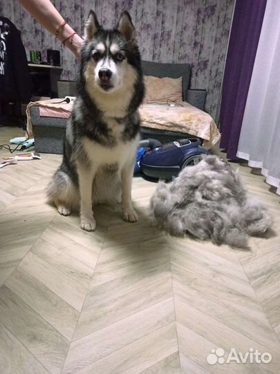 Грумер с выездом на дом