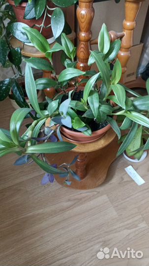 Традесканция