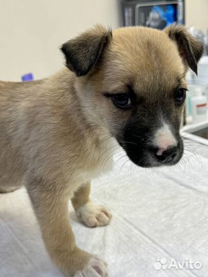 Щенок Берта