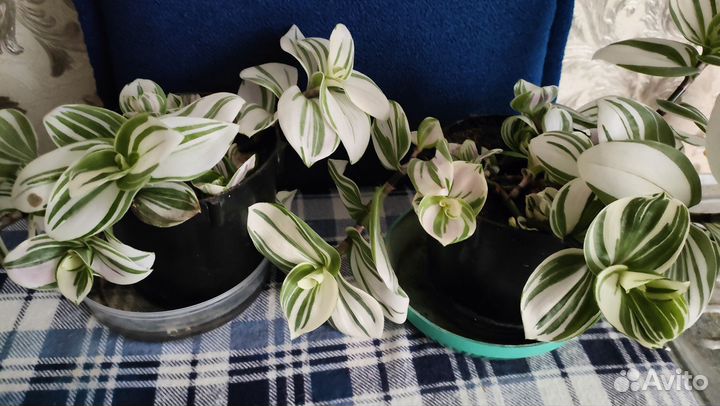 Традесканция белая с розовым. Триколор