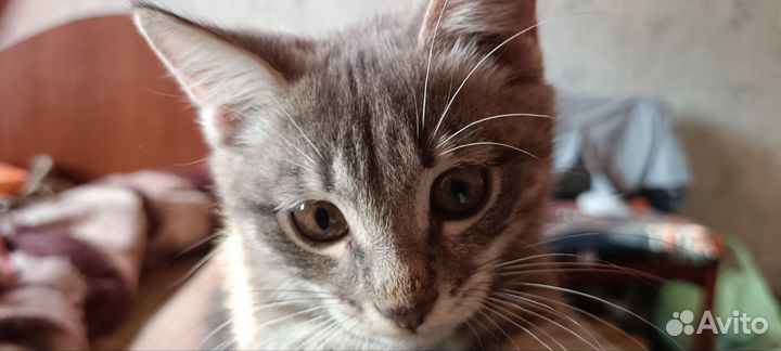 Котёнок девочка