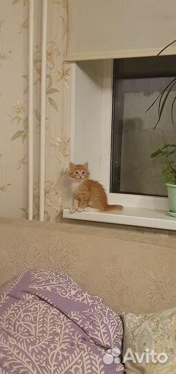 Котёнок мальчик
