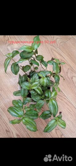 Традесканции более 10 видов, коллизия, рео