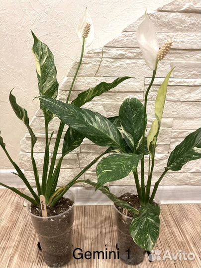 Спатифиллум Gemini, Gaiti, New One, Silver cupido