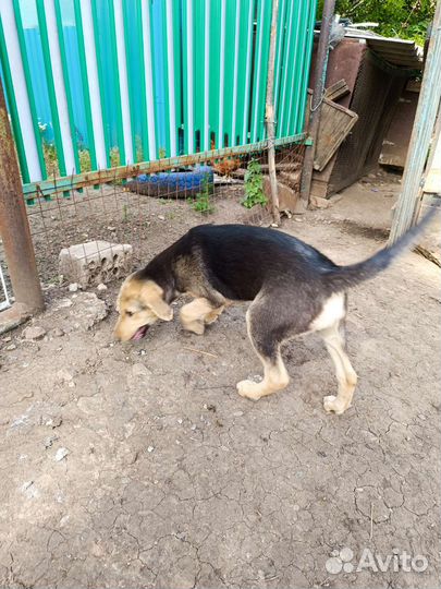 Русская гончая