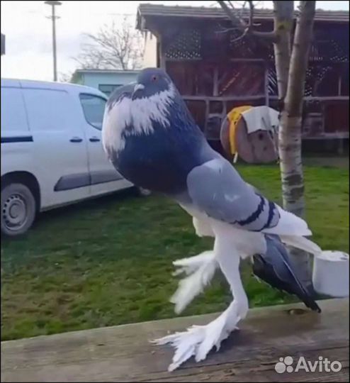 Голубь с бархатными тягами