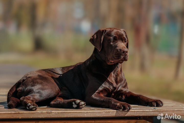 Красивые шоколадные девочки