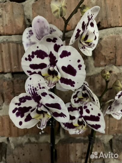 Орхидея фаленопсис
