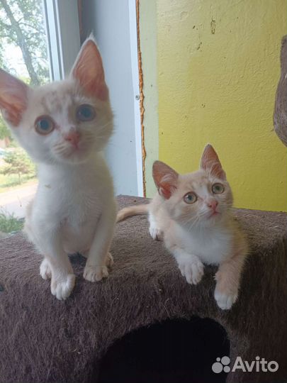 Солнечные зайчики