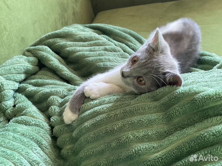 Котенок мальчик, бело-серый
