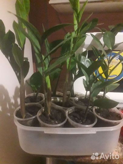 Комнатные цветы