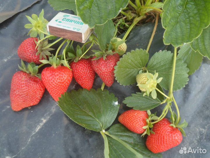 Рассада клубники Сан Андреас зкс