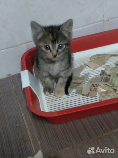 Отдаю добрые руки котят 1,5 мес