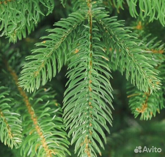 Елка искусственная новогодняя 180-250 см