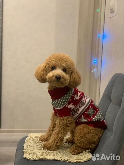 Карликовый пудель вязка