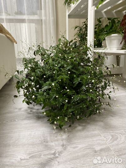 Традесканция фата невесты (приречная) гибазис