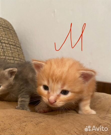 Котята в добрые руки