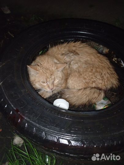 Бездомный кот ищет приют