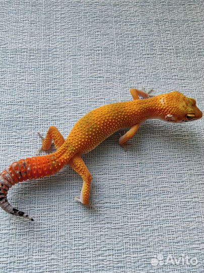 Геккон эублефар