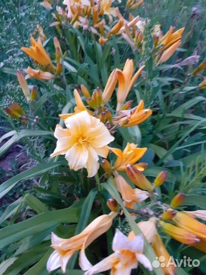 Лилейники сортовые