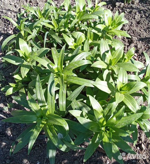 Лилия детки