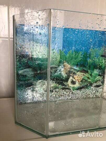 Аквариум