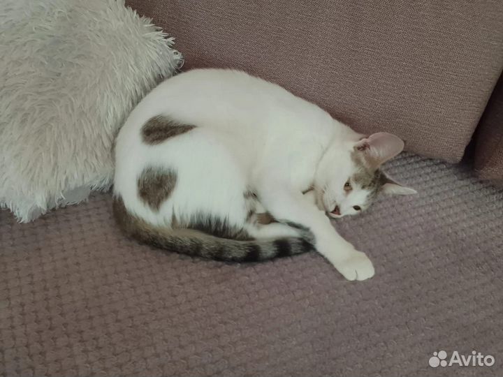 Кошка в добрые руки