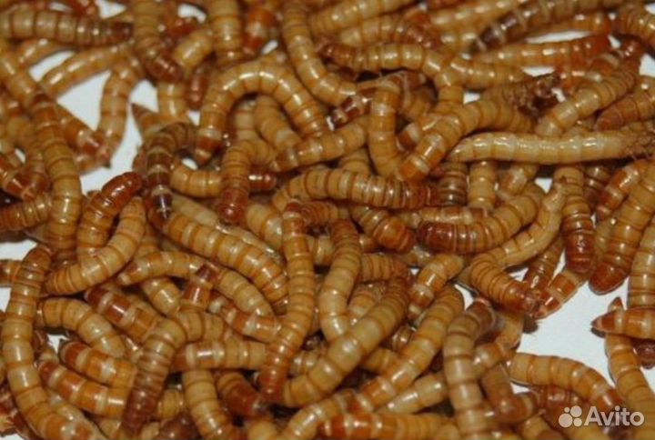 Кормовые насекомые