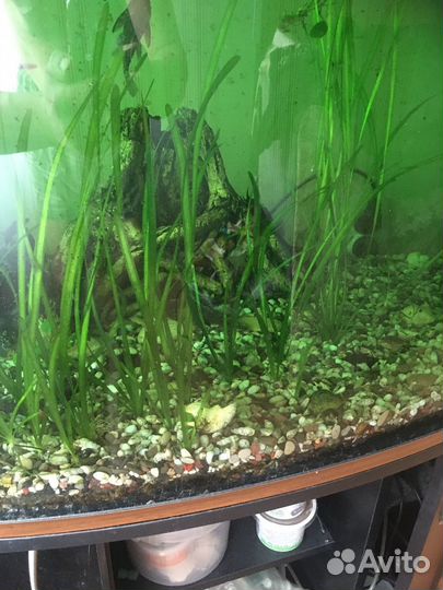 Аквариумное растение валлиснерия