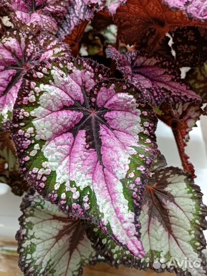 Бегония декоративно лиственная