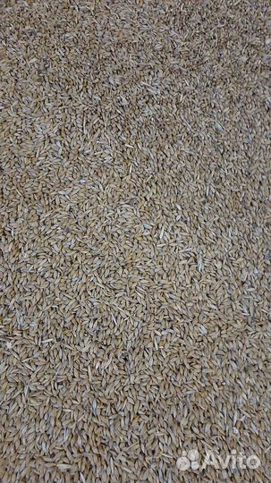 Ячмень, зерно, зерносмесь, овес, отходы, отруби