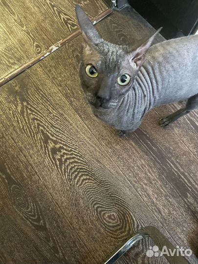 Сфинкс котик