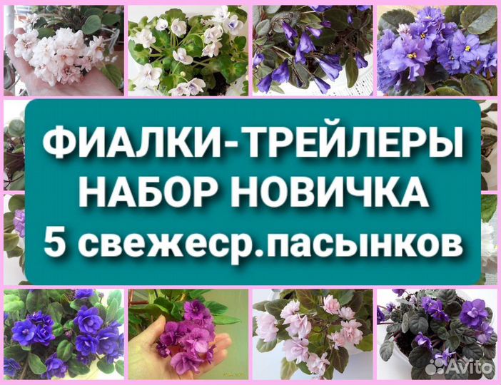 Фиалки-трейлеры Набор новичка: 5 свежеср.пасынков