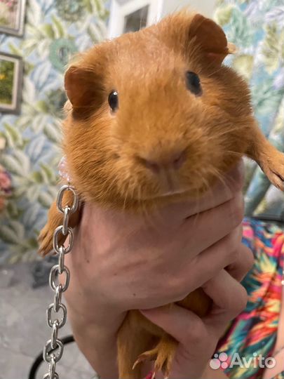 Морские свинки девочки скинни и обычные