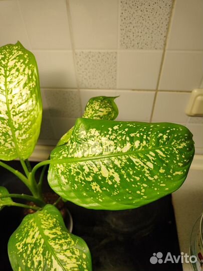 Диффенбахия