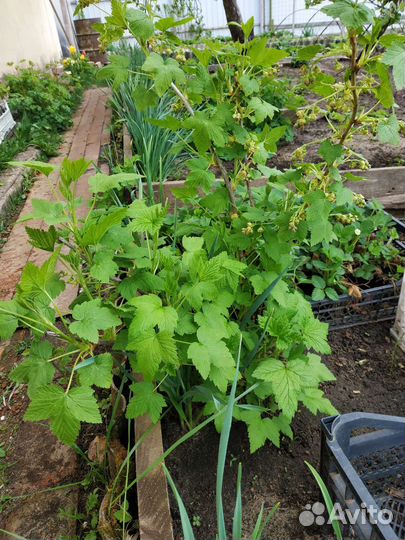 Саженцы черной и красной смородины