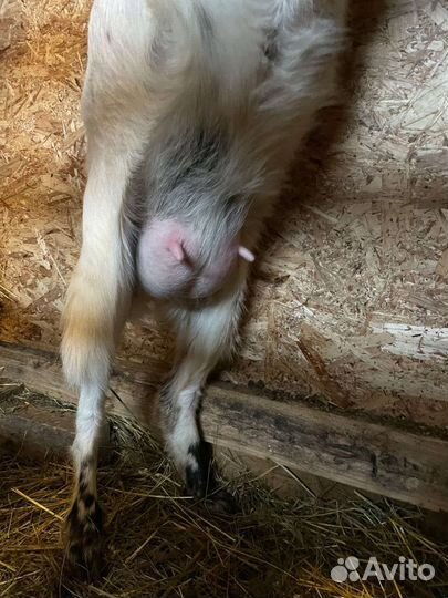 Карликовые козы кН25 в Нигерийском типе